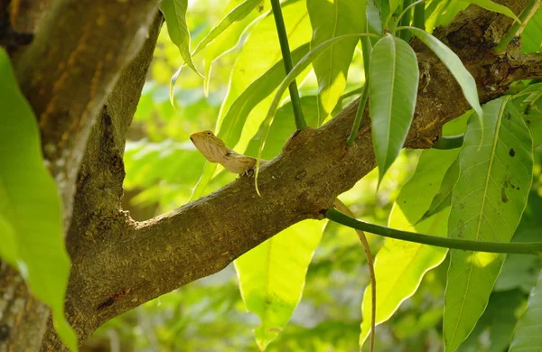 Chameleon hanging on mango tree in garden — Stock Photo, Image