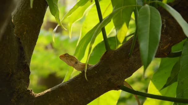 Eidechse Klettert Auf Mangobaum Garten — Stockvideo