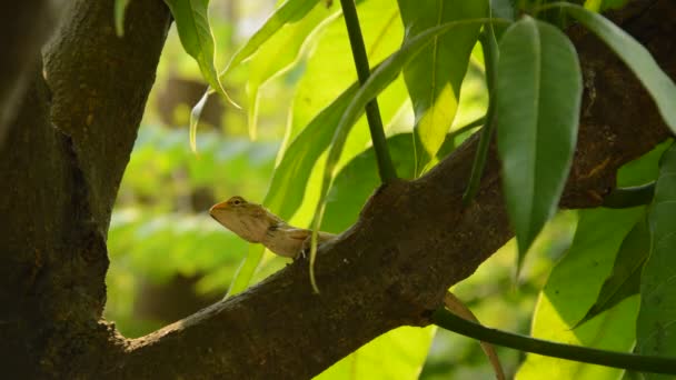 Kameleon Klimmen Mango Tree Tuin — Stockvideo