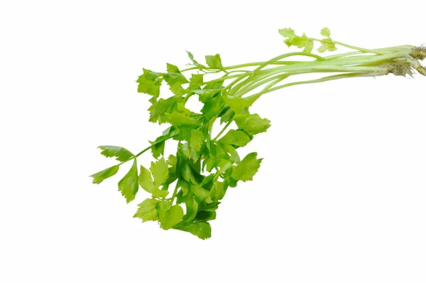 Fresh Chinese Celery Drop Water White Background — Stock Photo, Image