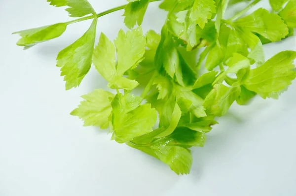 Frischer chinesischer Sellerie mit Wassertropfen auf weißem Hintergrund — Stockfoto