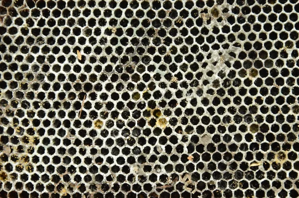 Nido de abeja muerta cayendo sobre el fondo del suelo y textura —  Fotos de Stock
