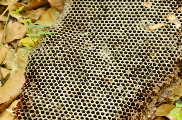 dead bee nest falling on ground in forest