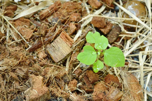 Молодий індійський Мідний лист тропічних трав для годування та протиотрута від кішки зростання на підставі spathe — стокове фото