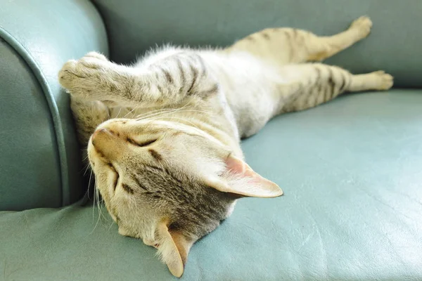 Gato gris durmiendo en sofá en casa — Foto de Stock