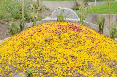  Krizantem petal Quingming Festivali Çin mezarlıkta üzerinde ancester paylaştığınız için yayılıyor