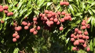 Lychee tropikal meyve dalı Rüzgar akan grupta darbe