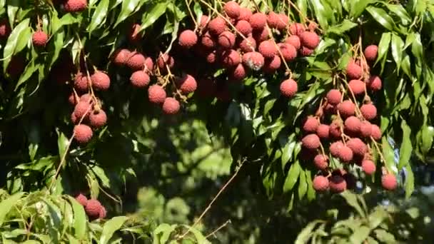 Litschi Tropischen Früchten Auf Ast Fließt Von Windstoß Park — Stockvideo