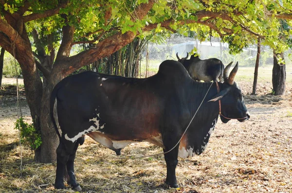Μαύρο αρσενικά βοοειδή Brahman στέκεται κάτω από το δέντρο στο αγρόκτημα — Φωτογραφία Αρχείου