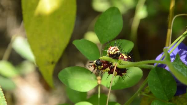 Chenille Escalade Nourrissant Sur Branche Pois Papillon Dans Jardin — Video