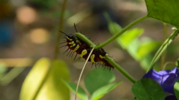 Caterpillar Climbing Feeding Butterfly Pea Branch Garden — Stock Video