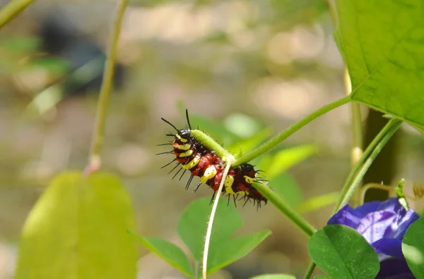 Caterpillar hegymászás és etetés a pillangó borsó ág kertben — Stock Fotó
