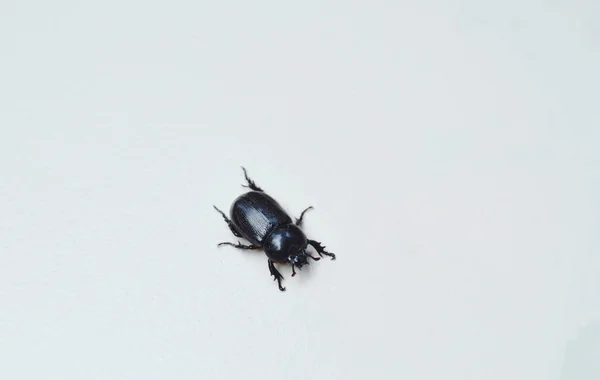 Vrouwelijke rhinoceros beetle kruipen op witte tegelvloer — Stockfoto