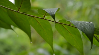 yağmur damlası ve yağmurlu günde yaprağına düşen