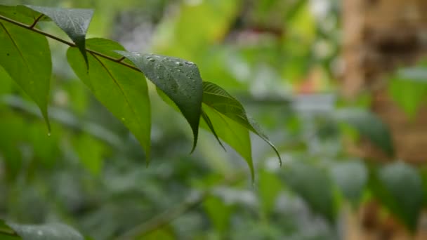 Gota Lluvia Cayendo Sobre Hoja Días Lluviosos — Vídeo de stock