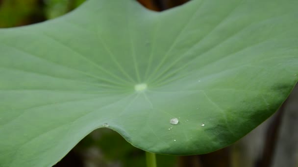 Rain Drops Falling Lotus Leaf Garden — Stock Video