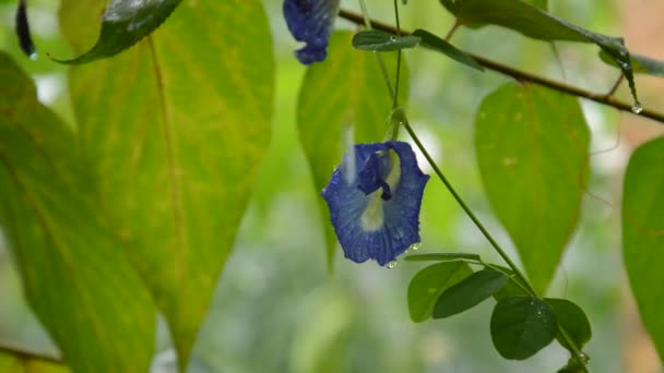 Butterfly Pea Bloem Opknoping Van Brunch Regenachtige Dag Tuin — Stockvideo