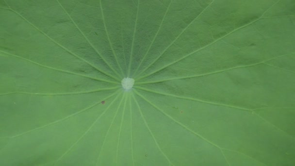 Regentropfen Und Fallen Auf Lotusblatt Garten — Stockvideo