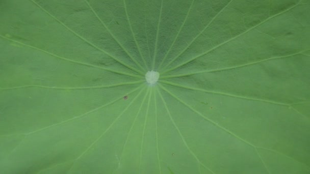 Regentropfen Und Fallen Auf Lotusblatt Garten — Stockvideo