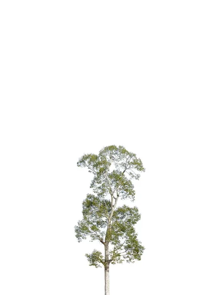 Grande Árvore Fundo Branco — Fotografia de Stock