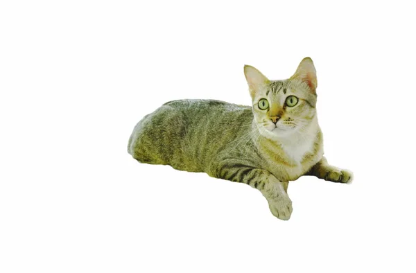 白い背景の上に敷設する灰色の猫 — ストック写真