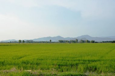  Paddy alan ve dağ arka planda Tayland kırsal