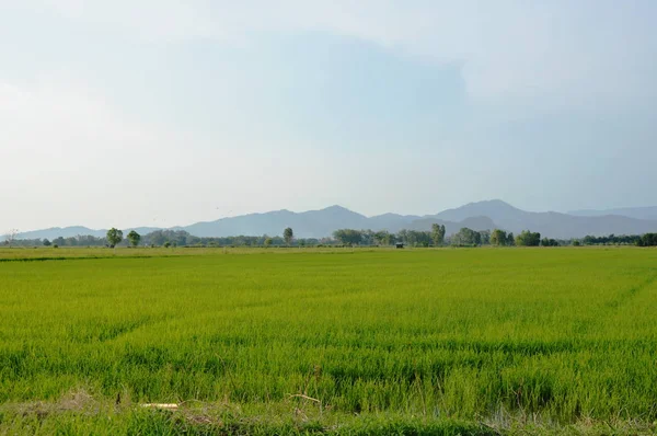 Campo de arroz y fondo de montaña en el campo de Tailandia — Foto de Stock