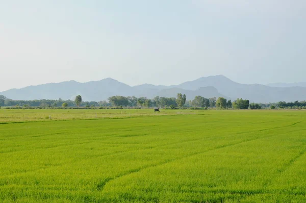 Падди-поле и горный фон в сельской местности Таиланда — стоковое фото