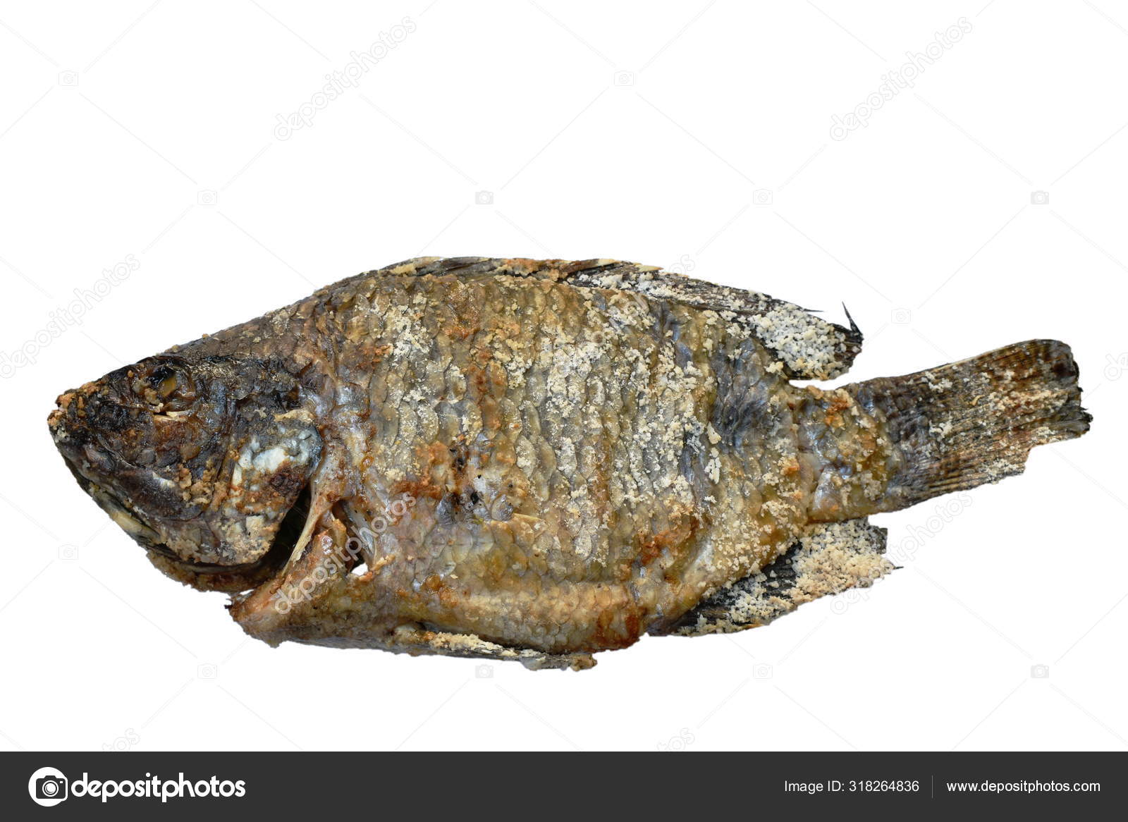 Aliment poisson d'eau douce : esturgeon, carpe, tilapia, catfish