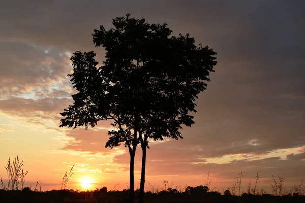 Drzewko sylwetki w zachód słońca na polu ryżowym Tajlandii wieczorem — Zdjęcie stockowe