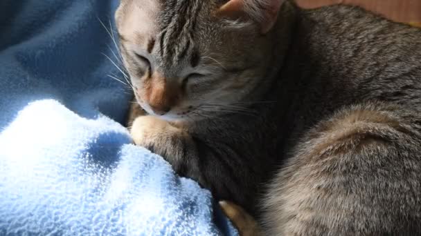 眠い灰色の猫が窓から午後の日差しと家の青い枕の上で眠りにつく — ストック動画