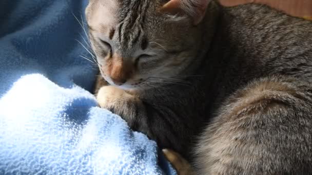 Somnoliento Gato Gris Dormir Azul Almohada Casa Con Tarde Luz — Vídeo de stock