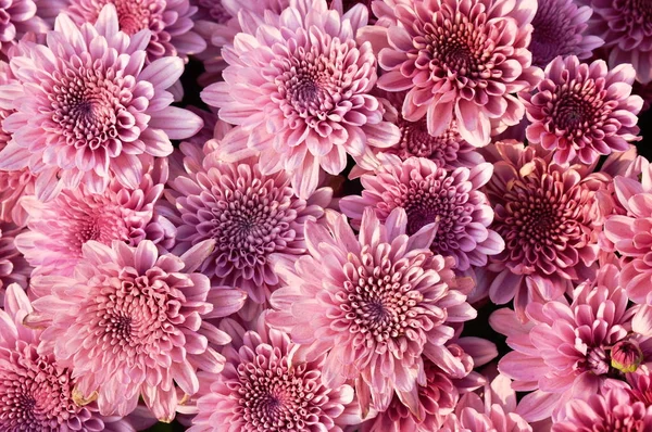 Тропічні квіти рожевої хризантеми, що цвітуть в саду — стокове фото