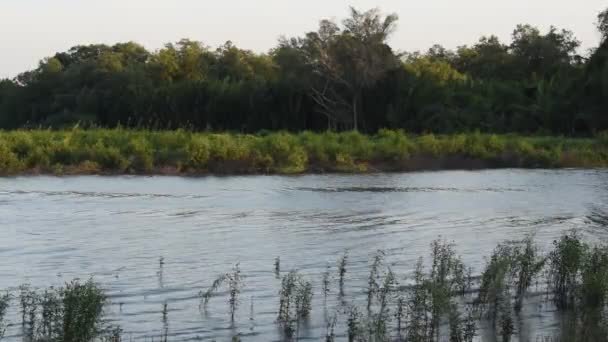 Río Que Fluye Orilla Con Hierba Noche — Vídeos de Stock