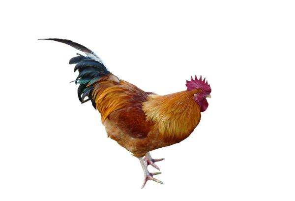 Kolorowy Kogut Lub Azjatycki Kurczak Izolowany Białym Tle — Zdjęcie stockowe