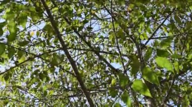 büyük ağaç yaprağı ve şube yaz gününde rüzgar üfleme