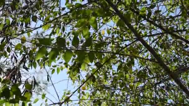 Grande Feuille Arbre Branche Soufflant Vent Dans Journée Été — Video