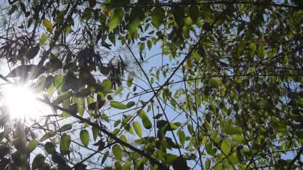 夏の日に風から吹く大きな木の葉と枝 — ストック動画