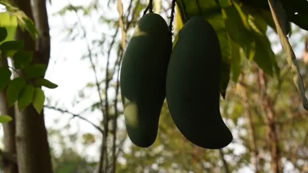 Fruta Tropical Mango Maduro Colgando Rama Árbol Jardín — Vídeo de stock