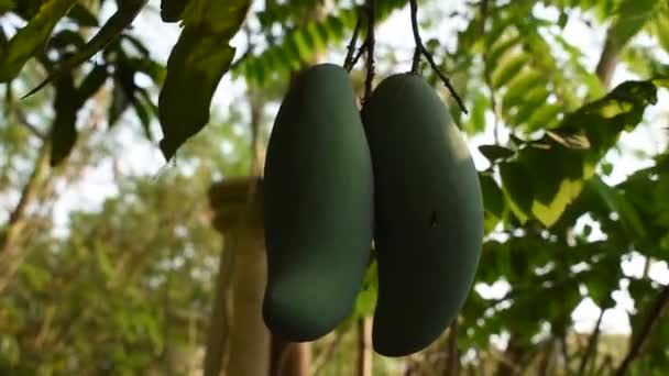 Rijp Mango Tropisch Fruit Hangend Aan Tak Aan Boom Tuin — Stockvideo