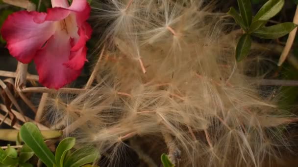 Deserto Rosa Fiori Tropicali Spore Che Scorrono Dal Vento Soffiano — Video Stock