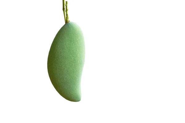 Rijp Mango Tropisch Fruit Opknoping Van Tak Boom Witte Achtergrond — Stockfoto
