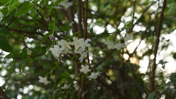 夕暮れ時の庭の風吹きから流れる枝に白い梅の花がぶら下がっている — ストック動画