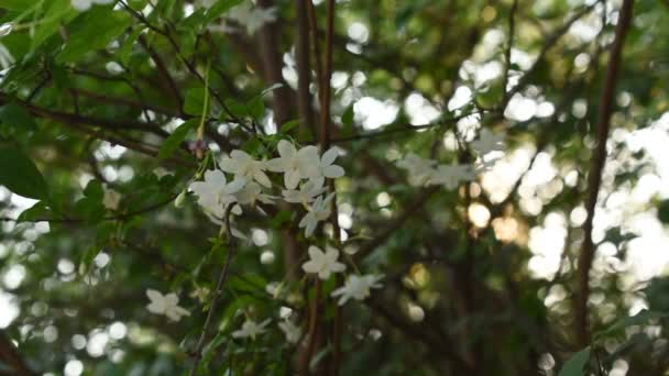 Vild Vatten Plommon Vit Blomma Hängande Gren Som Flyter Från — Stockvideo