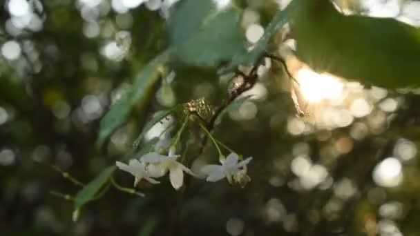 Vild Vatten Plommon Vit Blomma Hängande Gren Som Flyter Från — Stockvideo