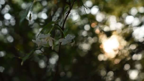 Fleur Blanche Prune Eau Sauvage Suspendue Sur Branche Coulant Souffle — Video