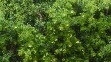 Turuncu yasemin ağacı yağmurlu bir günde rüzgardan akıyor.