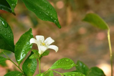  portakallı yasemin tropikal çiçek kokulu bir gecede bahçede çiçek açan bir damla suyla