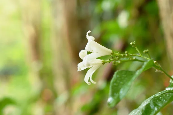 Laranja Jasmim Flor Tropical Perfumada Noite Com Gota Água Florescendo — Fotografia de Stock