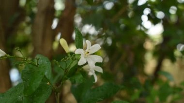 portakallı yasemin tropikal çiçek kokulu bir gecede bahçede çiçek açan bir damla suyla